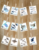 Custom Made Coasters - 180+ Designs! Country, Diving & Animals